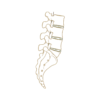 Icona lombalgia: vertebre lombari e sacro