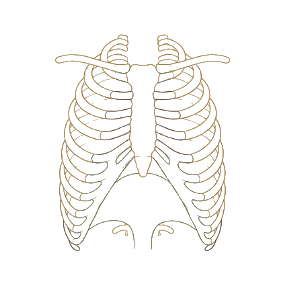 Icona Pilates e ipopressiva: gabbia toracica e diaframma